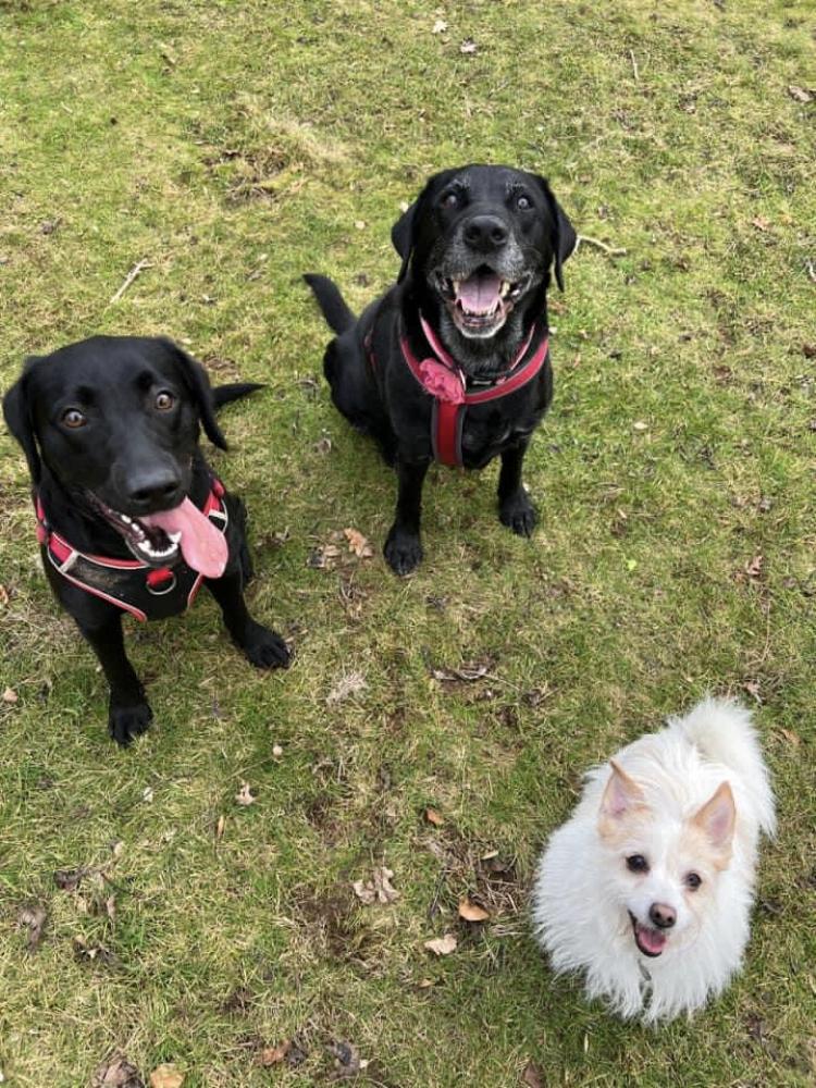 Gallery - Hitchin Dog Park -