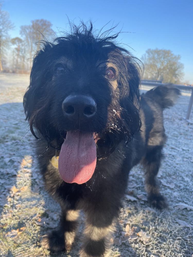 Gallery - Hitchin Dog Park -