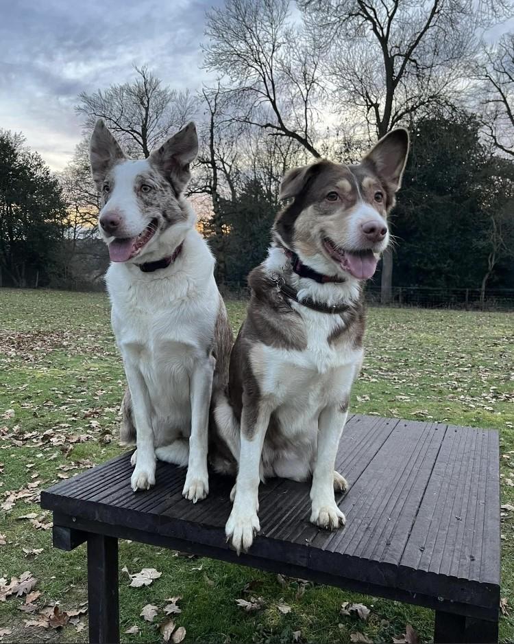 Gallery - Hitchin Dog Park -