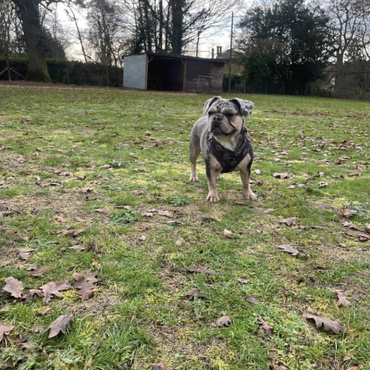 Gallery - Hitchin Dog Park -