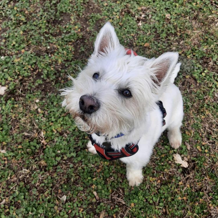 Gallery - Hitchin Dog Park -