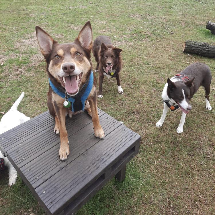 Gallery - Hitchin Dog Park -