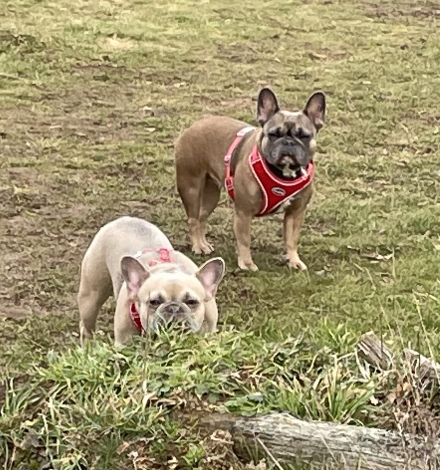 Gallery - Hitchin Dog Park -