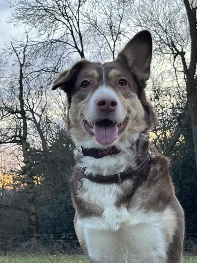 Gallery - Hitchin Dog Park -