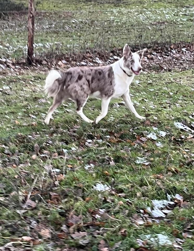 Gallery - Hitchin Dog Park -