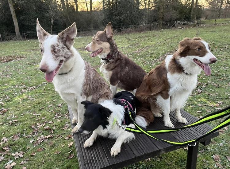 Gallery - Hitchin Dog Park -