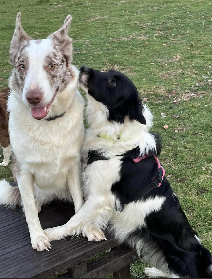 Gallery - Hitchin Dog Park -