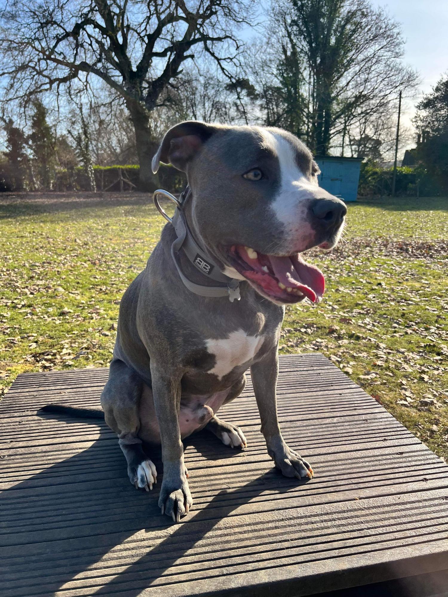 Gallery - Hitchin Dog Park -