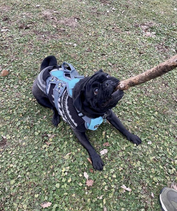 Gallery - Hitchin Dog Park -