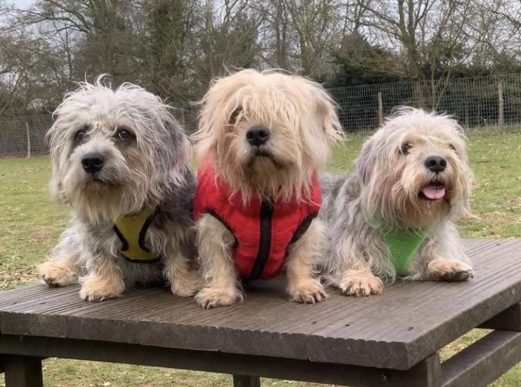 Gallery - Hitchin Dog Park -