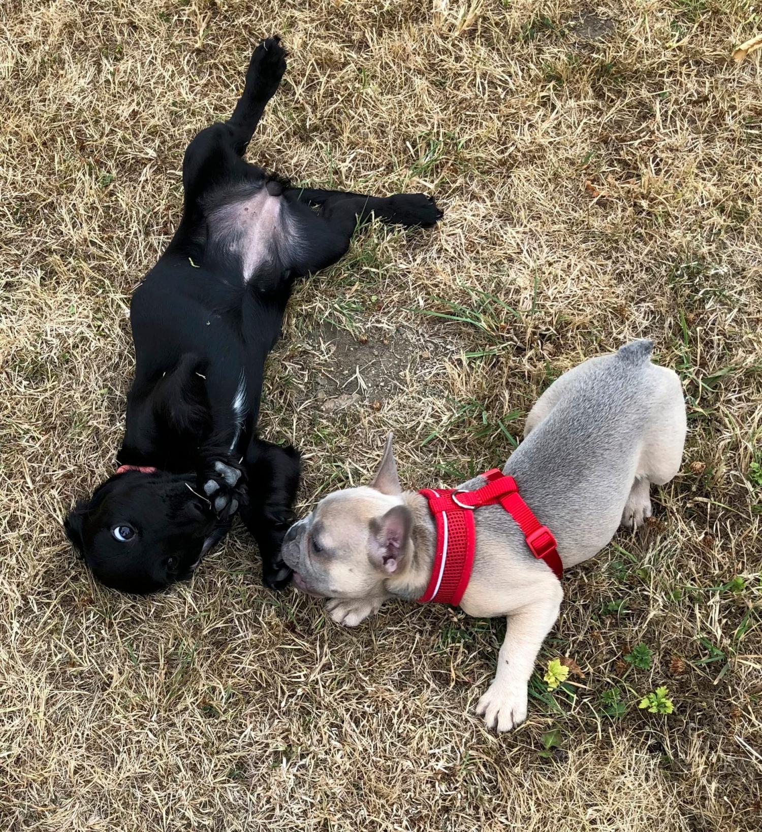 Gallery - Hitchin Dog Park -