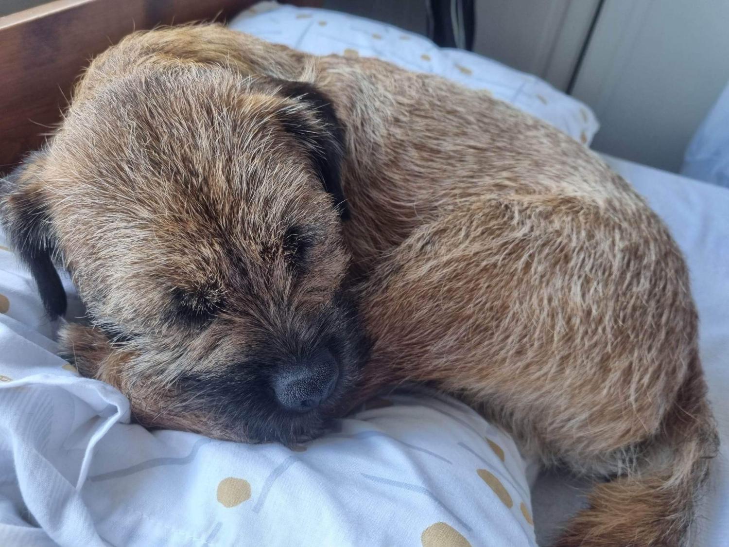 Gallery - Hitchin Dog Park -