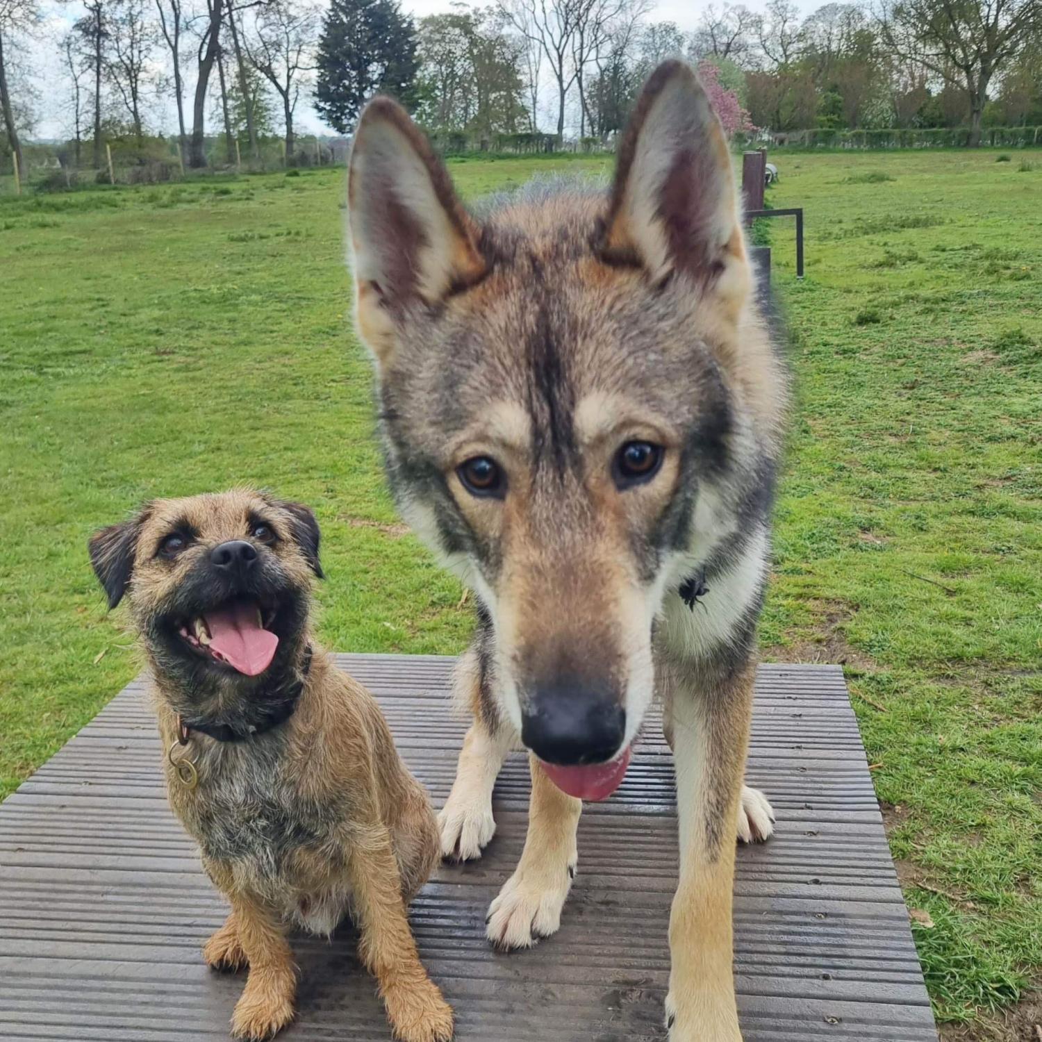 Gallery - Hitchin Dog Park -