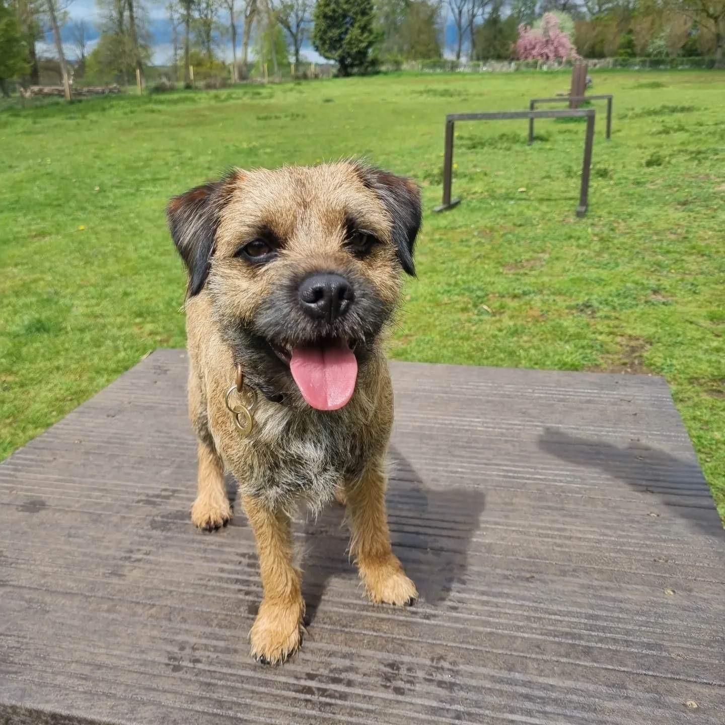 Gallery - Hitchin Dog Park -