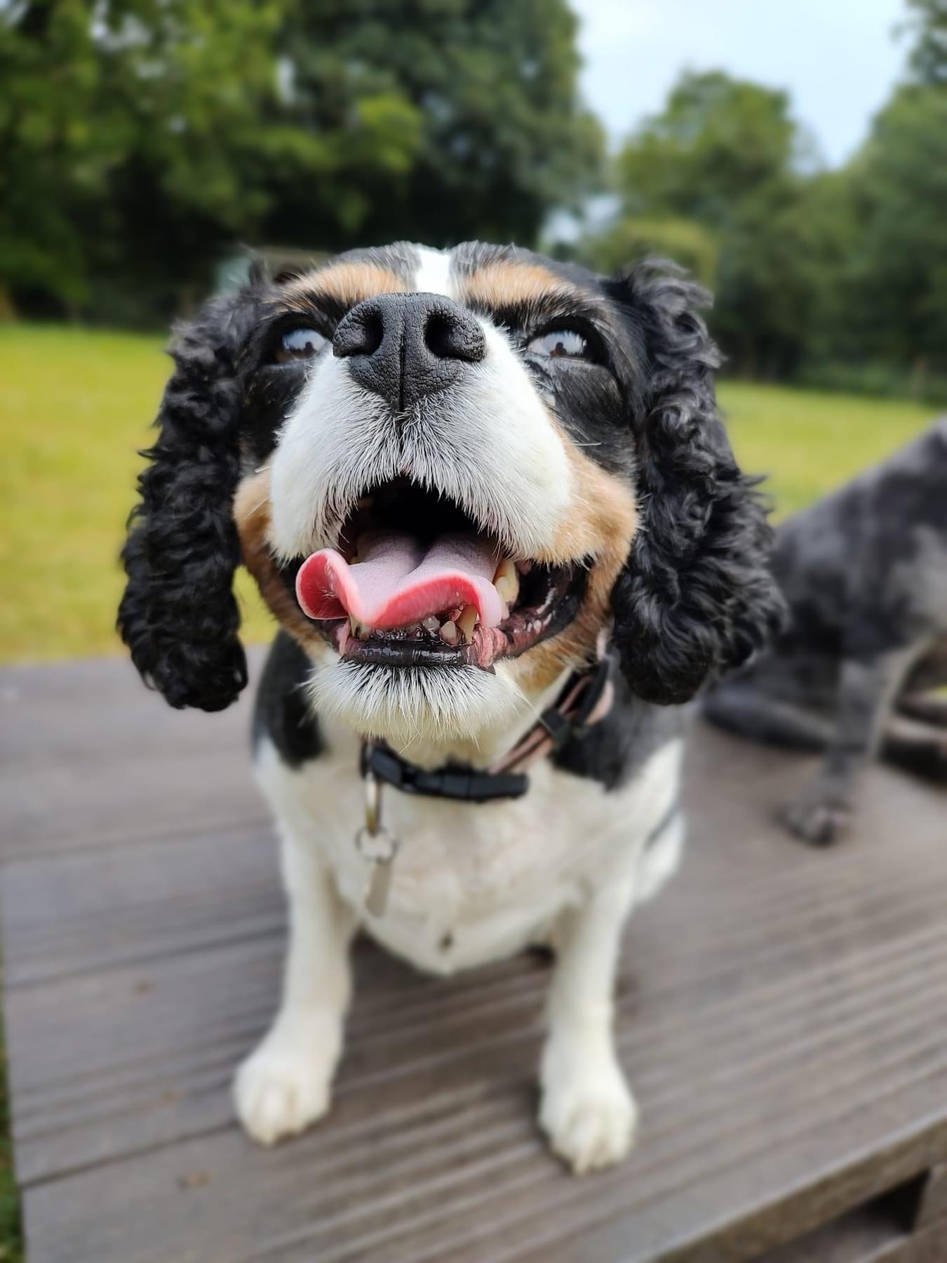 Gallery - Hitchin Dog Park -