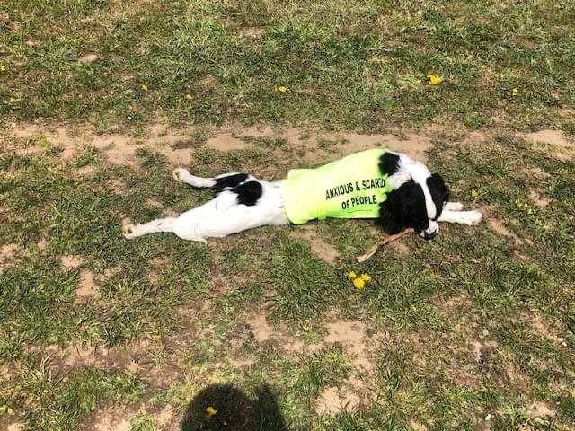 Gallery - Hitchin Dog Park -