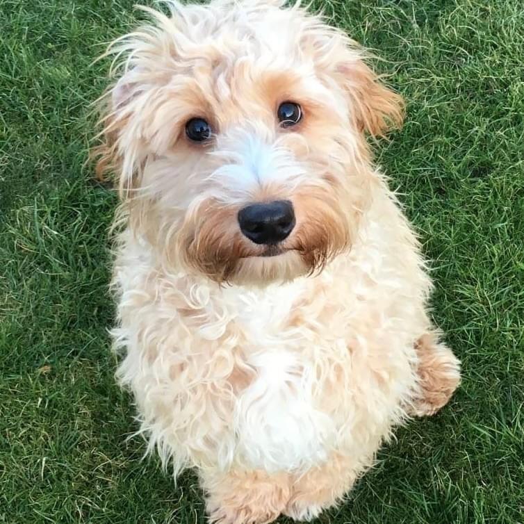 Gallery - Hitchin Dog Park -