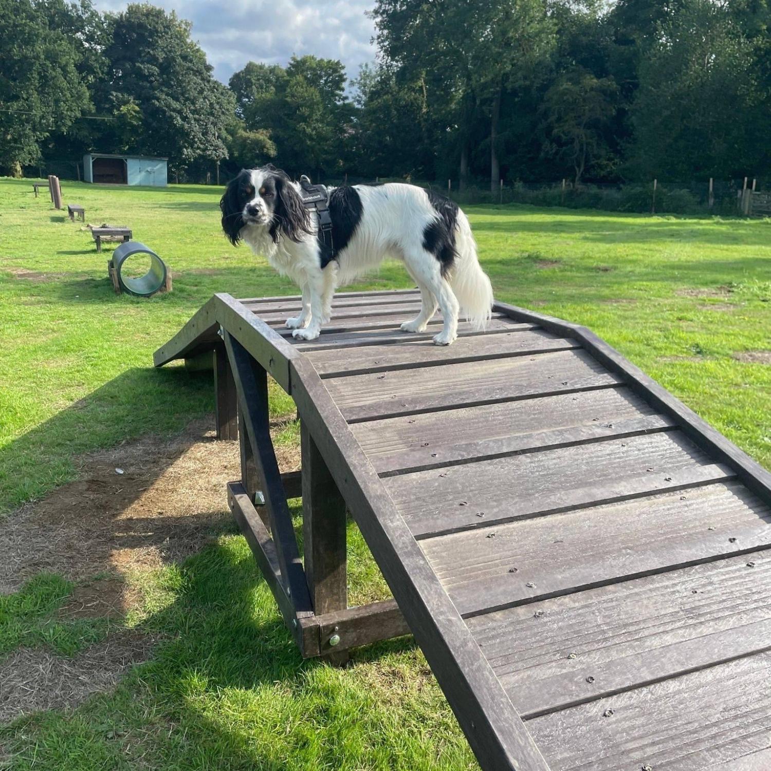 Gallery - Hitchin Dog Park -