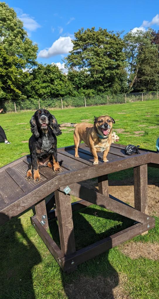 Gallery - Hitchin Dog Park -