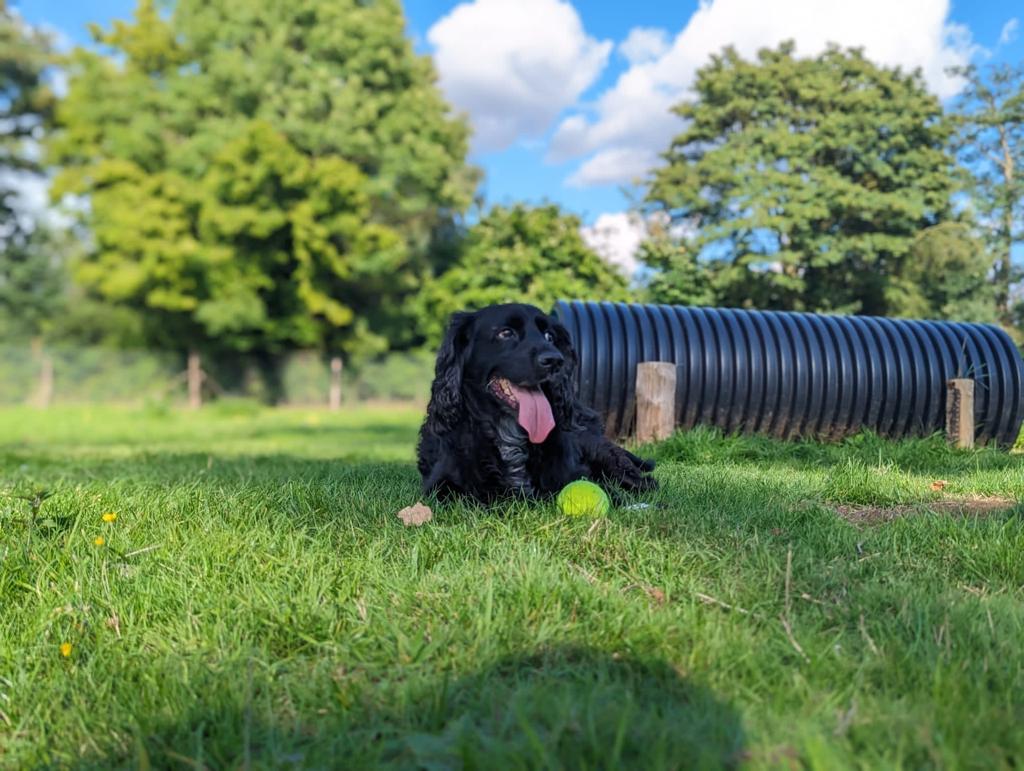 Gallery - Hitchin Dog Park -